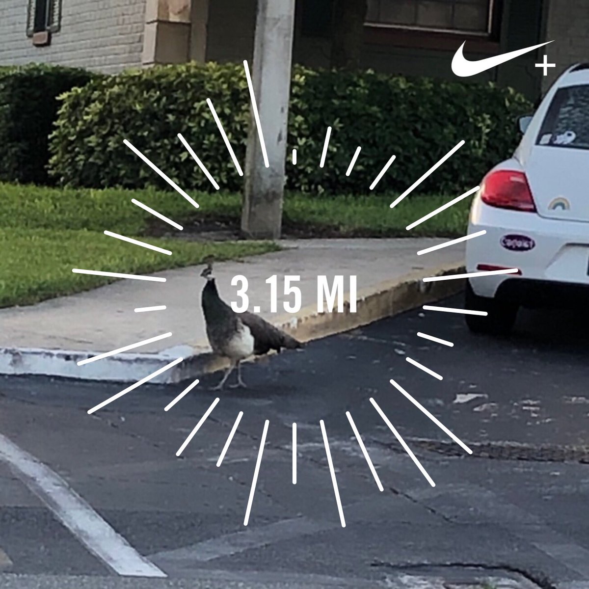 Saw this new friend walking today