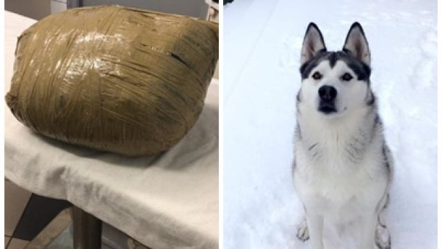 annarchynyc's tweet photo. WTF. #Dog #killers! #dogsoftwitter #dogs
#PaddyCullen: SHAME ON YOU ALL at P&E Boarding Kennels and Cattery in #Dublin.
#WHODOESTHAT ➡️ THEY do: #PandEBoardingKennelsAndCattery
https://t.co/tHTQtBr0HJ
#KistenKinch #drop #Nova #RIPnova #WTFF #fbr #retweet #FS #Ireland https://t.co/gw8mtSdQu5