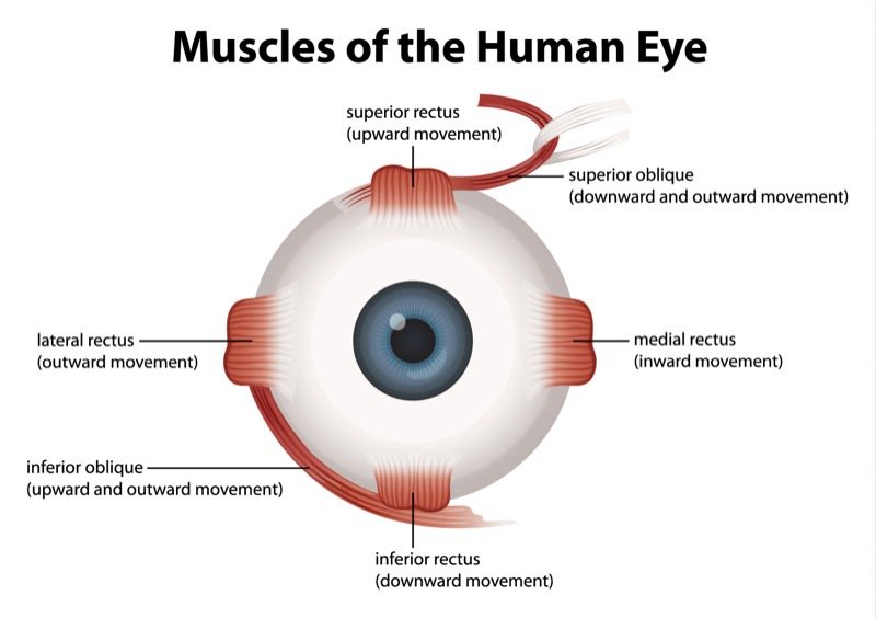 Out of all the muscles in your body, the muscles that control your eyes are the most active 👀💪 
Regular eye tests are important because your eyes don't usually hurt when something is wrong.
📍 Liverpool: 0151 428 4040
📍 Cheshire: 0161 973 984
#EyeCare #EyeHealth