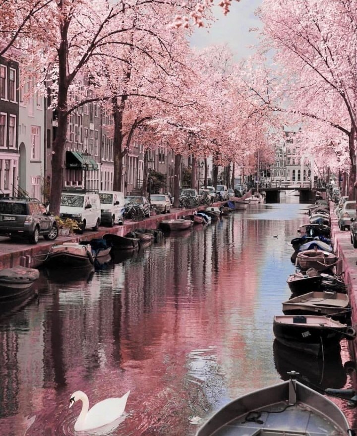 earthcurated's tweet photo. Amsterdam, Netherlands 🌸 https://t.co/bHgpead6R9