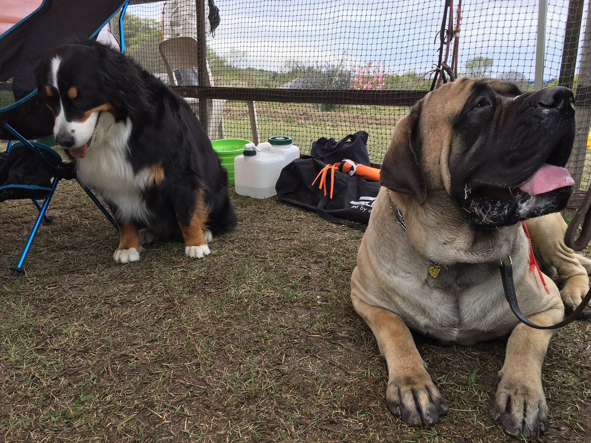 Ma V Twitter まじでかかった 大型犬 バーニーズマウンテンドッグ イングリッシュマスティフ Bigburn100