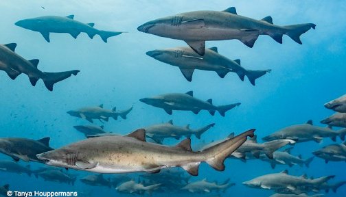 Don’t fear sharks—fear a world without them. 🌊  #SharkSunday