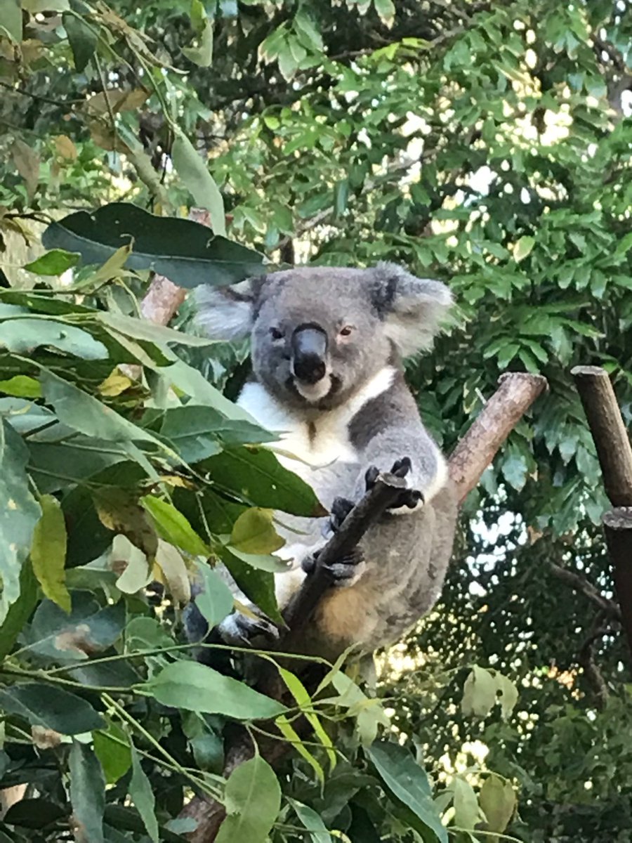 MarylGladstone's tweet photo. Koala cuddles bring me joy! What type of cuddles do you like? #joyexpert #koalasarebeautiful #activateyourjoy https://t.co/Q7vcF1qV6n