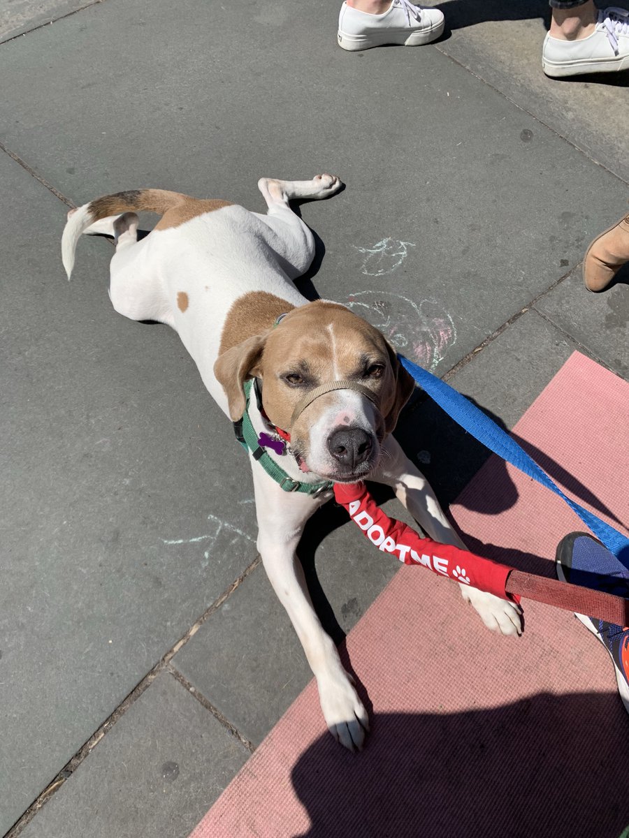 MightyMutts's tweet image. Can’t believe we have to wait another week to see Huck at Union Square. Could you be the right home for this wonderful hound? #adoptdontshop