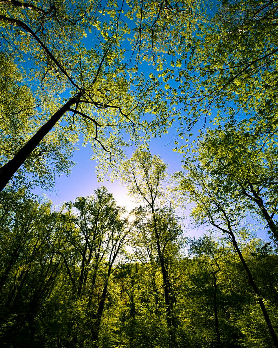 Blooming_words's tweet photo. Tranquility https://t.co/2fiXKxNiJH