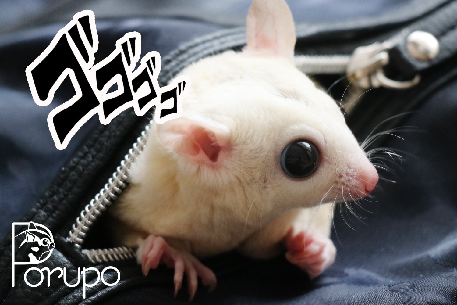 チェブ 我が家のスタンド使い麻呂wwwww フクロモモンガ フクモモ Sugarglider Jojo ジョジョ ストーン フリー ステッキィ フィンガーズ スタンド使い ゴゴゴゴ ドドドド T Co Qhlbhekncf Twitter