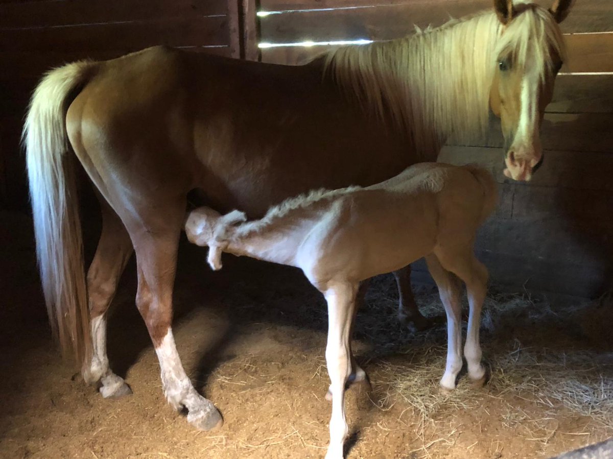 TrinityRescueGA's tweet photo. When you are just 2 weeks old and are so big you have to really get low to nurse. 
#bigfoalproblems #heisaroughnurser #momisasaint #trinityrescueinc https://t.co/JiNgp4h7pW
