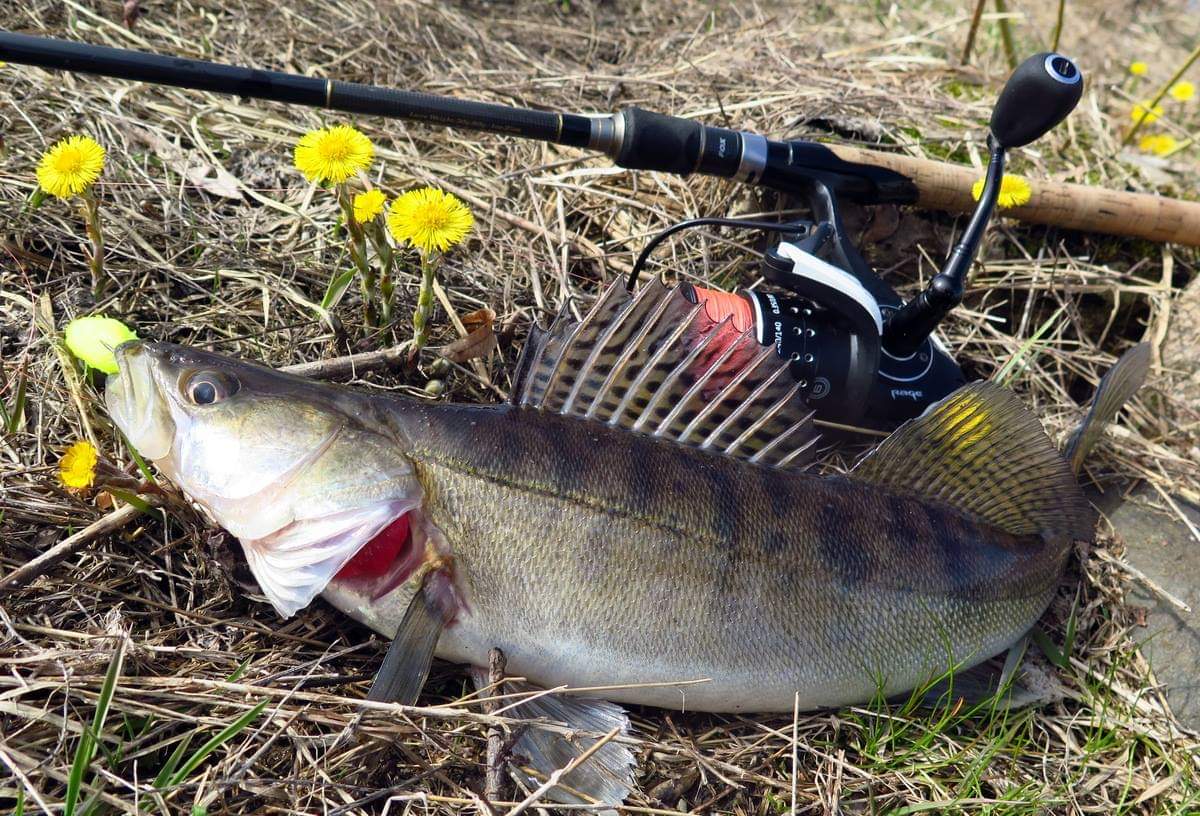 GalAVlru's tweet image. Разбавляем деревенские заботы разбором и обработкой фотоархива

#FoxRage #BaitForce #Ultron3500