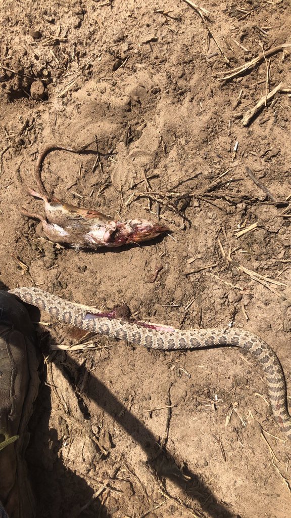 agjosh_16's tweet photo. @5gen_ks_farmer Funny you ask. I was curious about it as well. https://t.co/WMJSo3Df3v