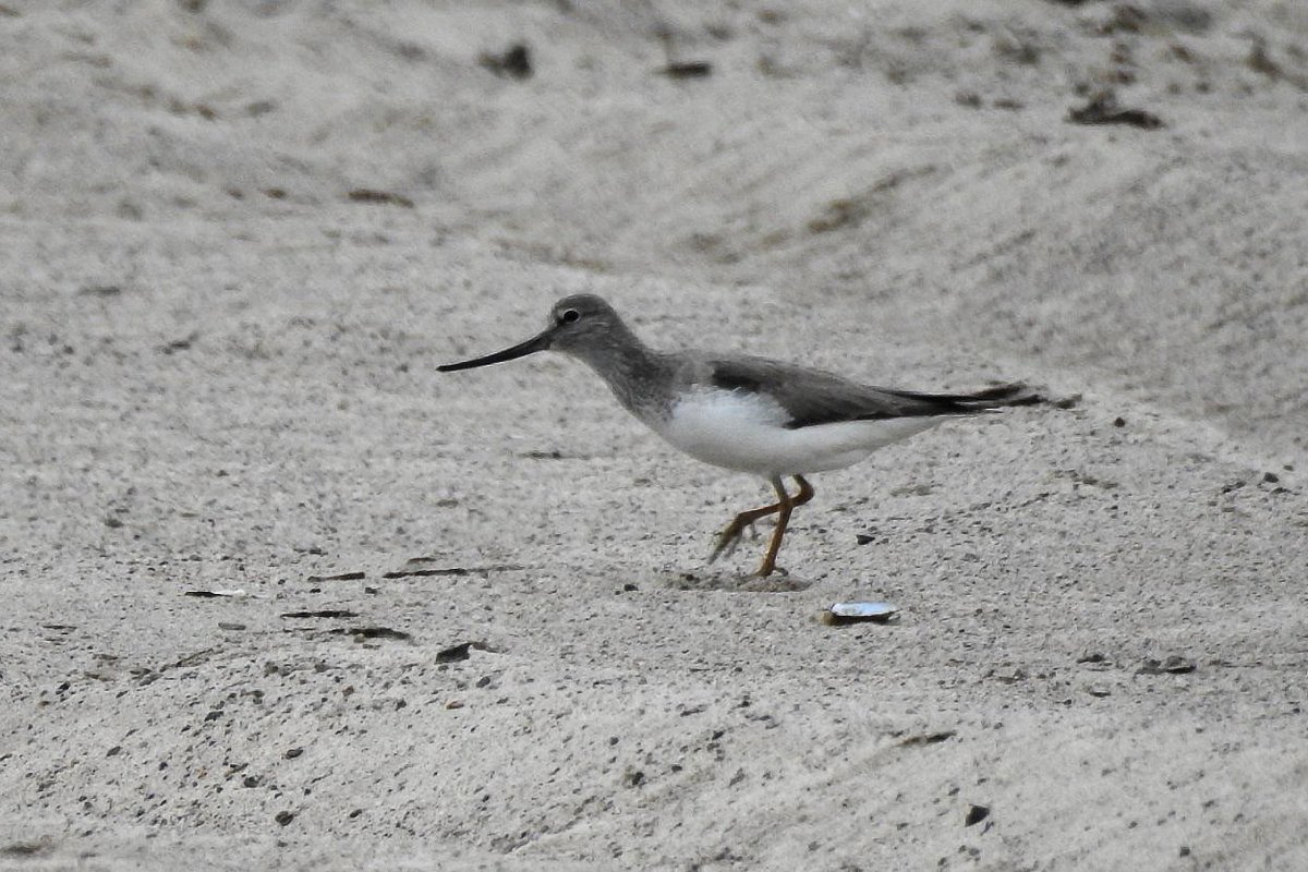 TEREK SANDPIPER today at Dreszew, Masovia by Tomasz Wałachowski. First record this year.
