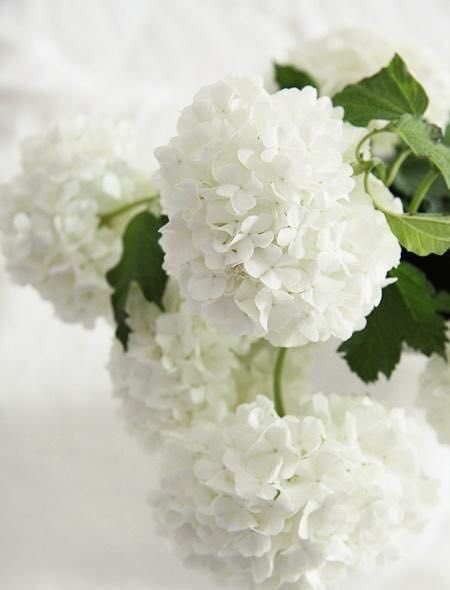 WorldMusics1's tweet photo. #nature #flowers #hydrangea #beautiful https://t.co/KcmAcRmVde