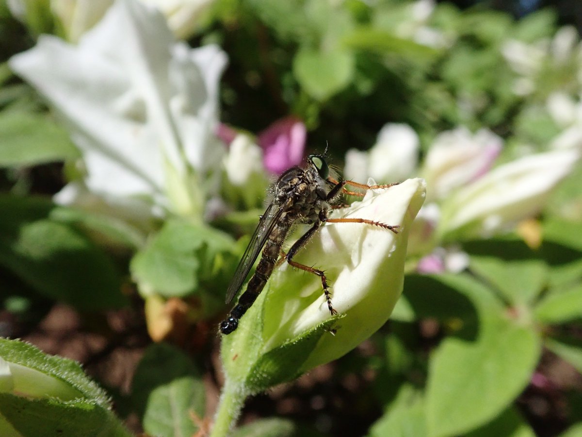 DipFun64's tweet photo. Neoitamus angusticornis (Loew)
マガリケムシヒキ♂さん
・前腿節は赤褐色の先端を除いて黒色
・前脛節は先端まで黄色
これらの特徴から判断。 他の部分はちょろっと見たくらい。
相変わらずかっこかわいい(*'ω'*)
20190428 撮影
TG-5
#Neoitamus
#マガリケムシヒキ https://t.co/vxXP7Ivwmf