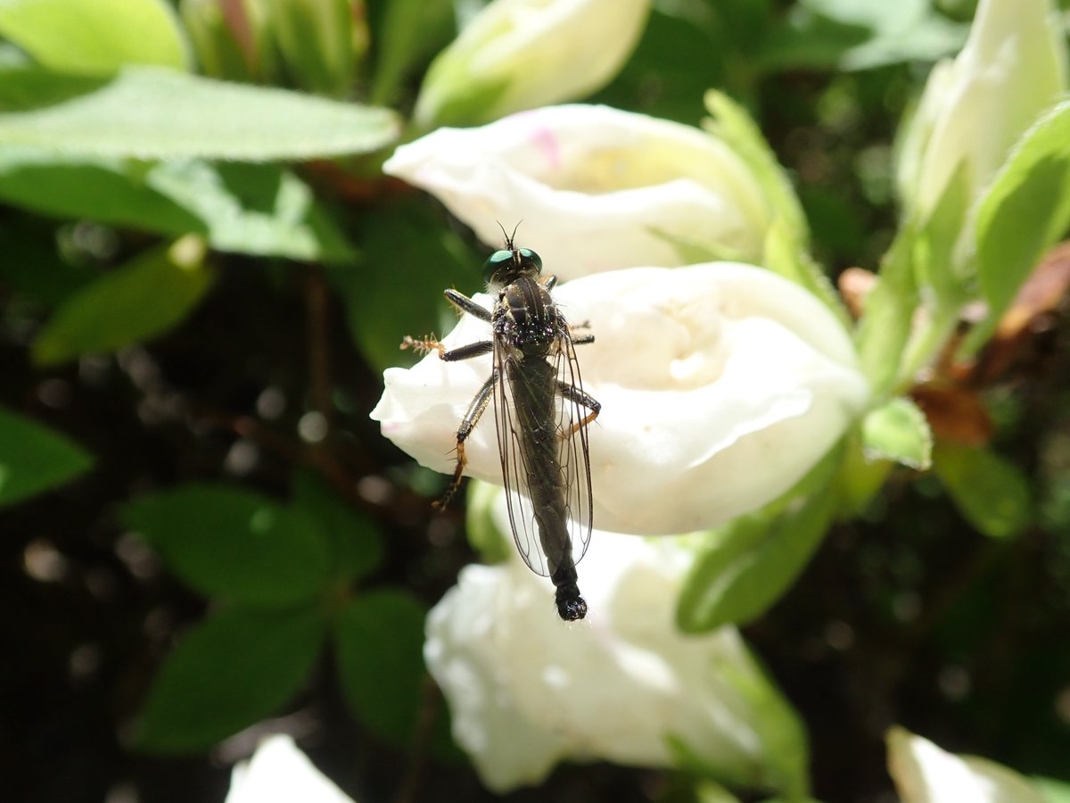 DipFun64's tweet photo. Neoitamus angusticornis (Loew)
マガリケムシヒキ♂さん
・前腿節は赤褐色の先端を除いて黒色
・前脛節は先端まで黄色
これらの特徴から判断。 他の部分はちょろっと見たくらい。
相変わらずかっこかわいい(*'ω'*)
20190428 撮影
TG-5
#Neoitamus
#マガリケムシヒキ https://t.co/vxXP7Ivwmf