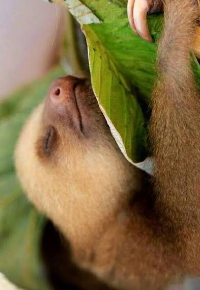 PerkySloth's tweet image. I dreamt I was a #sleeping #baby #sloth. 
It was a great dream.
#SlothSunday #SundayFunday
