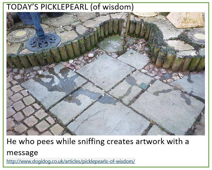 TheINTODogs's tweet image. #banksy or #barksy? You decide!
#picklepearl of wisdom by @TheoDogLady  of dogidog.co.uk
#dog #dogs #doggo #sundaysniff #cockerspaniel #spaniel #dogtrainer #dogtraining #canine #caninebehaviour #iscp #icananimalwelfare