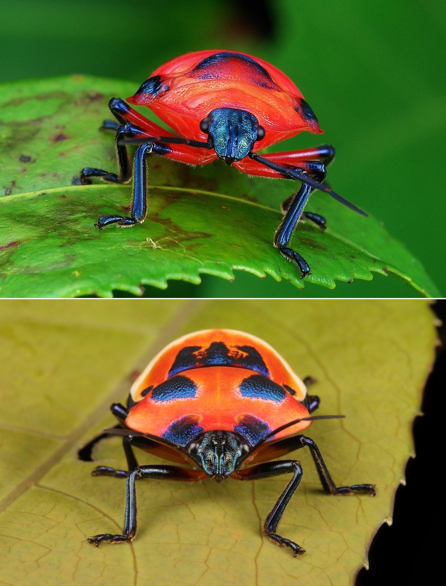 GROWING ‘PANES’ - Camellia Shield Bugs or Tea Seed Bugs (Poecilocoris latus, Scutelleridae)
(nymph (top) and adult)
flic.kr/p/ThBsdL
#insect #China #Yunnan #entomology #Hemiptera #bug