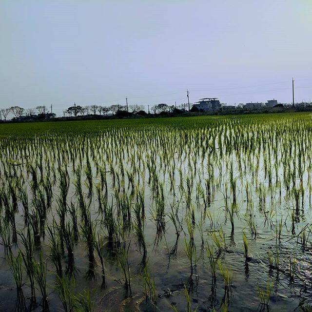SerialTravels's tweet photo. Confession 0091: I don't think I knew how rice was grown until I came to Asia.

#rice #farming #farms #rural #taiwan #houbi #friendlystranger #tour #asia #exchangestudent #exchange #nationalsunyatsenuniversity #explore #adventure #vagabond #travel #trave… https://t.co/2KkdPxK1ja https://t.co/evOg2DEb0A