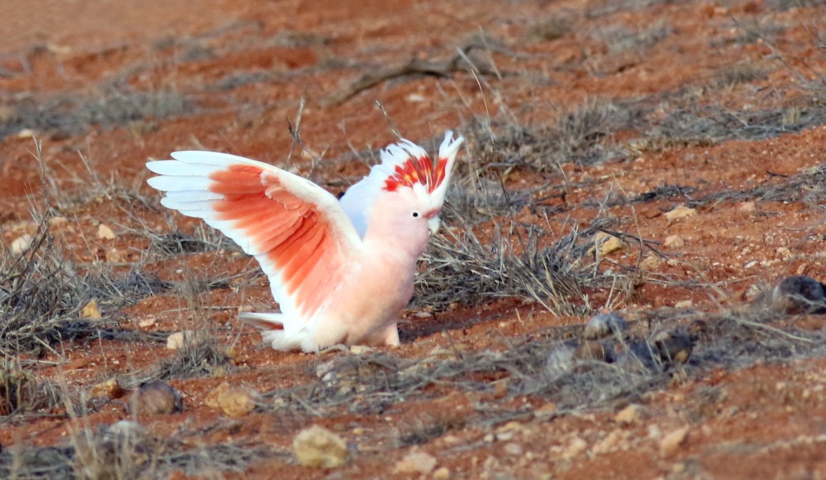 SandyHorne61's tweet photo. A Major Mitchell cockatoo - showing its pretty underarms - near Lake Hart in the north of South Australia. @ParrotOfTheDay @abcadelaide @ABCaustralia @OutbackEco @ausgeo @natgeo @aus_wildlife #LakeHart #southaustralia #cockatoo #parrot https://t.co/xhCtYSpJme