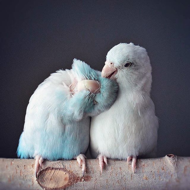 FreyaEverAfter_'s tweet photo. The FLOOF is real 🦕💕❄️
.
These two (River and Winter) remind me of the dogs in some ways. When I walk in the door to their...err I mean MY room, before I even have it completely shut, it’s a whoosh as they rush over to see me ☺️ The other two (Sprig … https://t.co/TAHfIudQ5h https://t.co/uIr6Hfn1yV