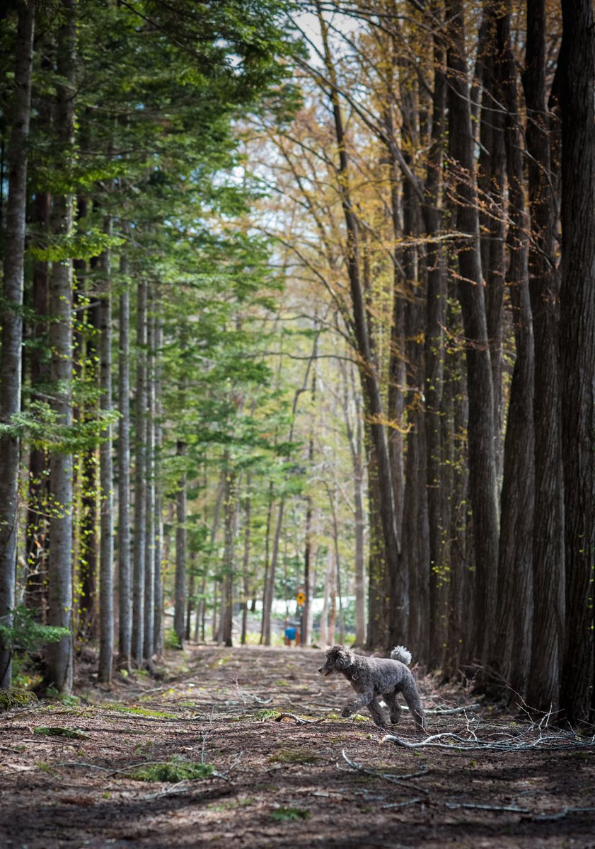 asako_niseko's tweet photo. 桜は二分咲き?桜よりも近くの公園でカツラの木と会えたのが嬉しかった😆この時期葉っぱが春紅葉で山吹色。ニセコのカツラ並木を思い出す。
#TreesLife
#おさんぽフォト
#北海道 https://t.co/jz2nBX30b7