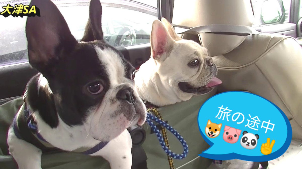 Nana Goro Shion على تويتر 旅の途中 朝7時に出発して18時で1日目の旅を終了しました 本日の動画は こちらです T Co Y4dnurmncy Frenchbulldog Frenchie フレンチブルドッグ Pomeranian Youtube Doglovers 車中泊 旅行 旅 犬連れ Gw