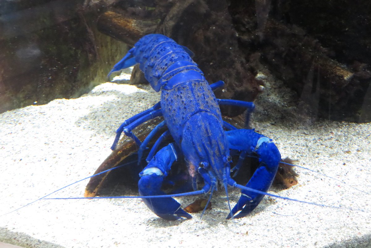 始祖鳥堂まふ M A F ケープちゃん大好き 鳥羽水族館 ブルーマロンが 不味そう って言われてて ザリガニではなくエビとして見るとそうなるのかと目から鱗