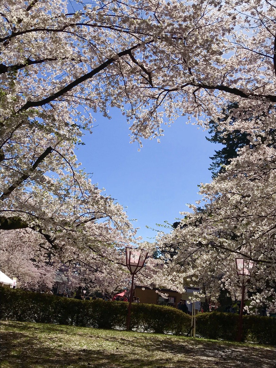 ハートの桜