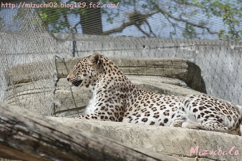 蛟 みずち ペルシャヒョウは2頭いるけれど 普段はオスメス別けているの この日は見られない動物が多くヨーロッパヤマネコが赤ちゃんを産んだけれど見られず オオカミも見られなかった 涙 4 24撮影 スイス Tierparkbern ヒョウ Bigcats