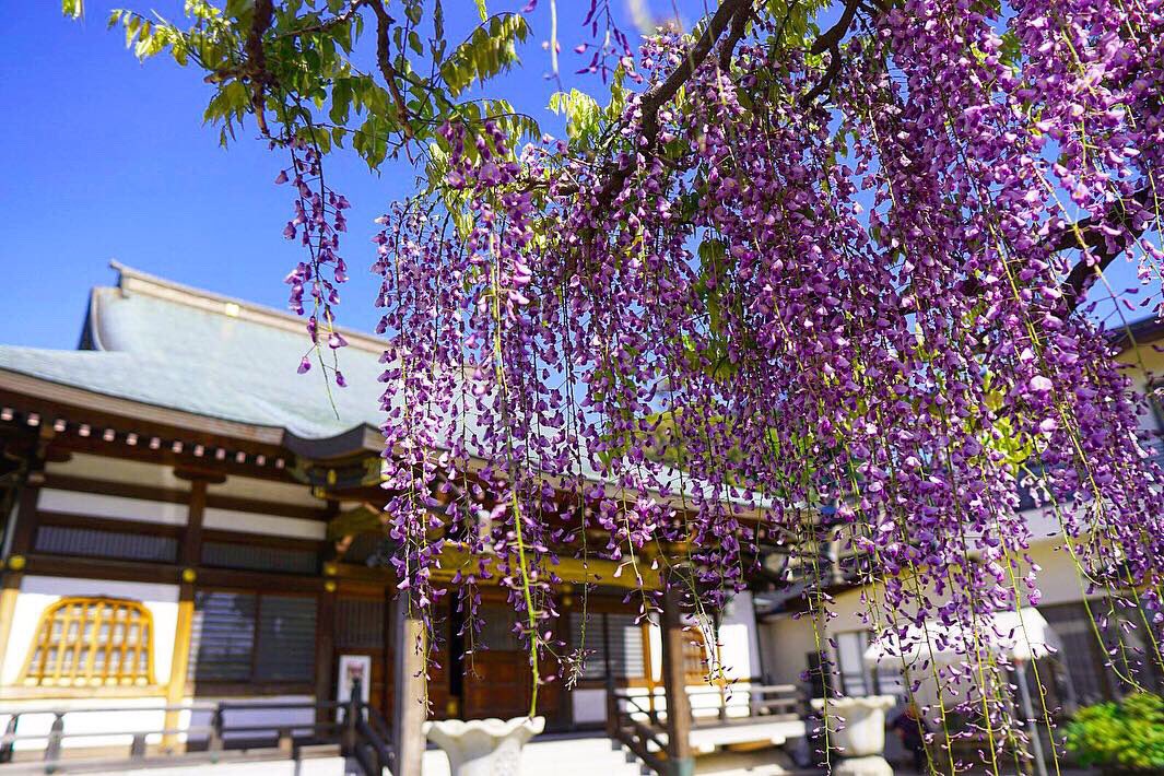 برچسب 高圓寺 در توییتر برچسب 高圓寺 در توییتر