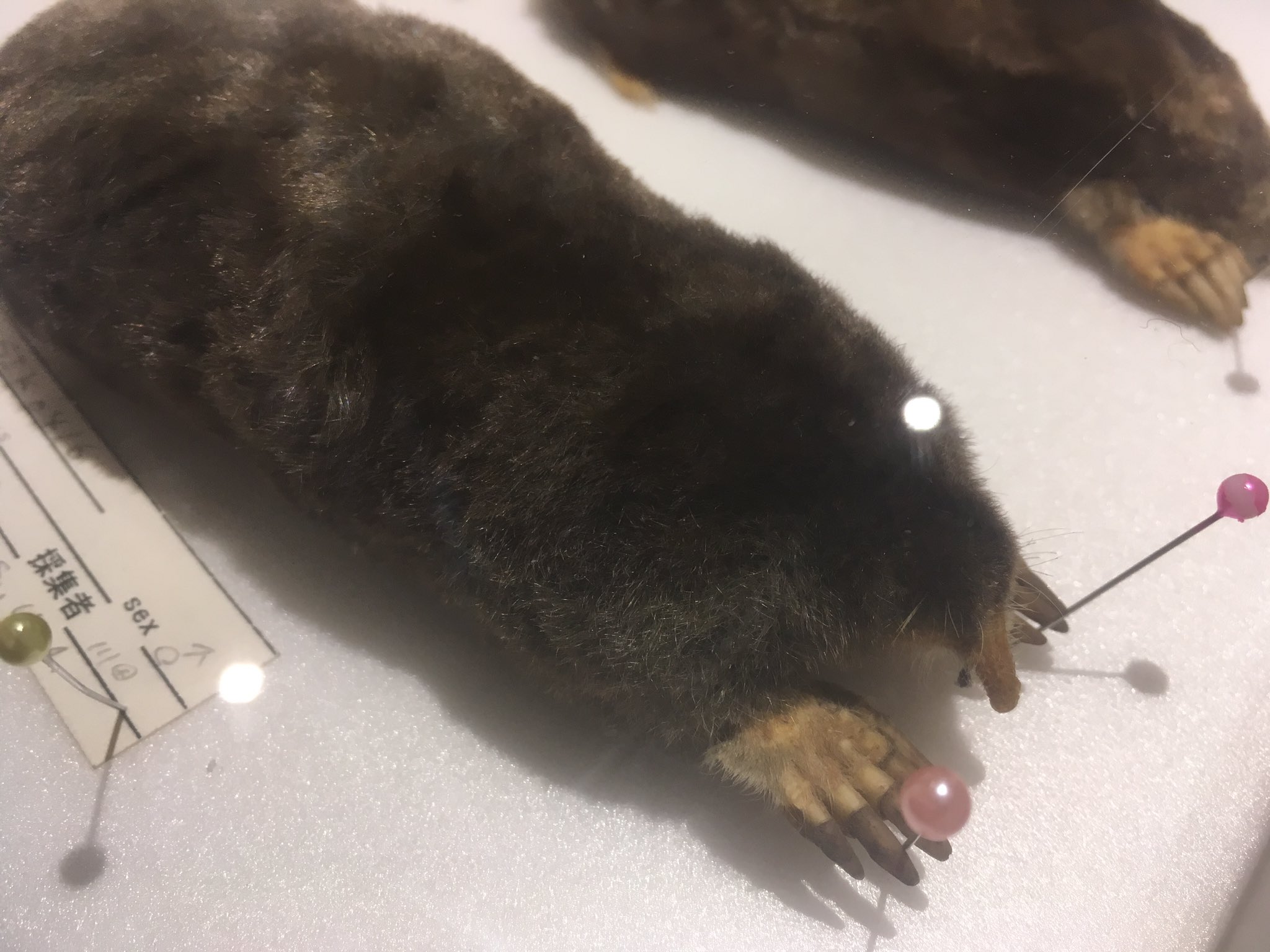 Aqごはん 呟き 今日見たモグラの剥製めっちゃ可愛いから見て T Co 8tbam0kkjy Twitter