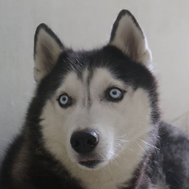 andi_hadinoto's tweet photo. #FunnyFace even when in serious mode 🐶
.
#SiberianHusky #SiberianHuskies
#husky #huskies #huskygram
#doglovers #dogs #PlayingWithDog #FunWithDog #PawFriend
#Sunday #weekend https://t.co/F4S4QNHlXI https://t.co/MhGVZ3nSXi