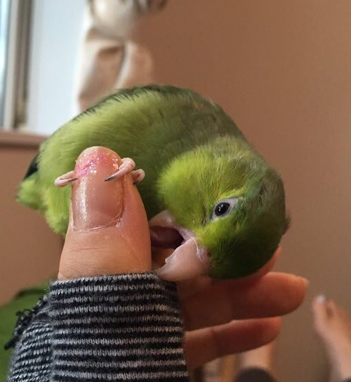 マメルリハ可愛いぞ委員会