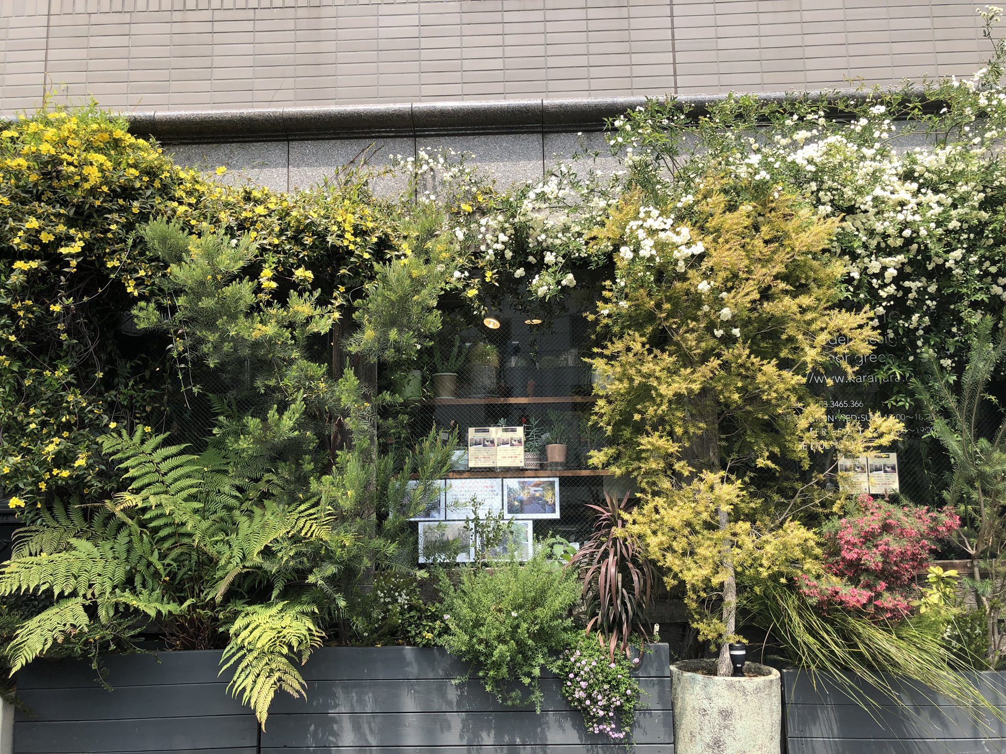 تويتر からならの木 على تويتر 明日は営業してます ゴールデンウィーク ガーデニング 庭づくり 観葉植物 渋谷 代々木八幡 代々木上原 代々木公園 春 T Co F9qktoiejh