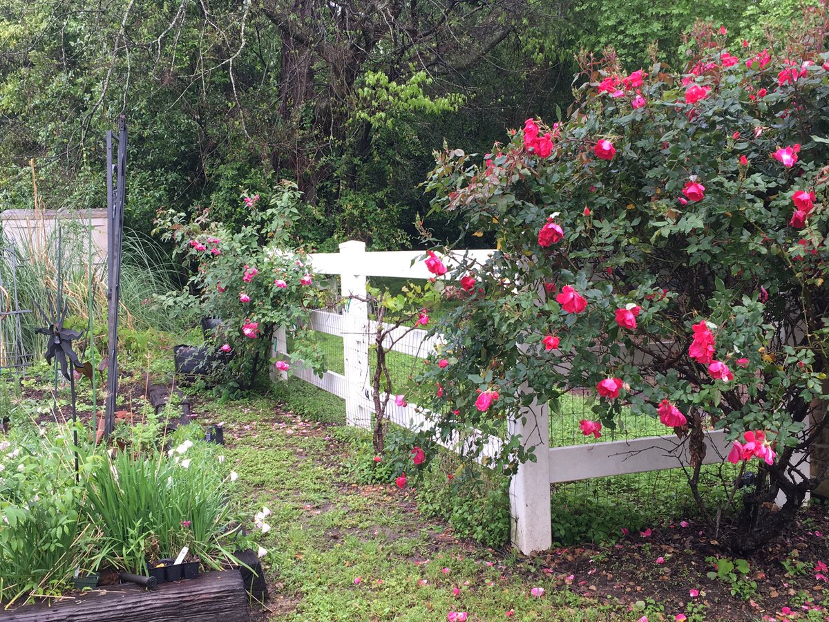 RevivalsOD's tweet image. “The joy of the Lord is our strength” Nehemiah 8:10
Choose joy over doubt, fear and unbelief