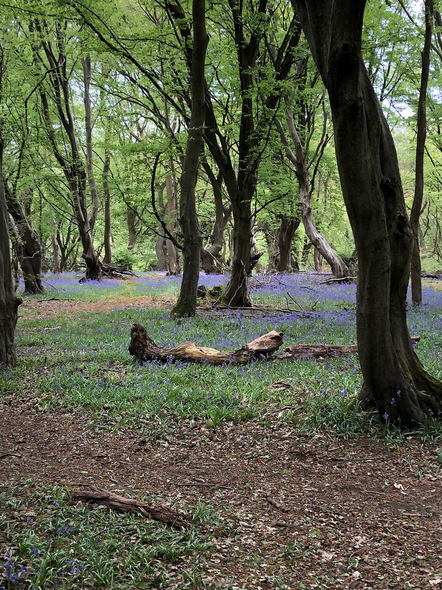 ParkStreetNW's tweet photo. @peter_tiffany @ststephenpc @KeepBritainTidy No #Litter but lots of beautiful bluebells, stunning. https://t.co/ZRm7IhK0FM