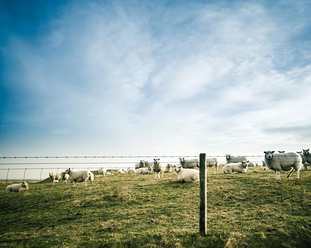 Happy sheepday! ......
#scottishislands 
#sheepworld 
#sheepfarming #sheepphotography #sheepstagram 
#myargyll 
#scotlandscenery 
#crofting bit.ly/2LaE9H6