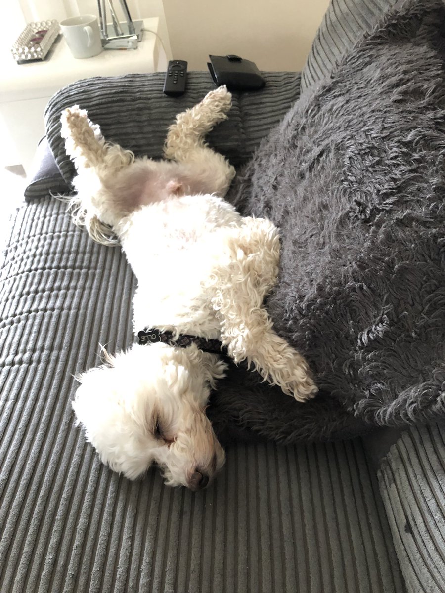 kayleighmunro_'s tweet photo. How is this even comfy 😂😂. He’s been like this for an hour 😂 https://t.co/4PAgH5WR0K