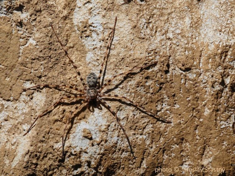 On cite souvent la Theraphosa leblondi (photo1) comme la plus grande araignée du monde (30 cm de diamètre et 150g) mais une araignée des grottes du Laos, Heteropoda maxima (photo2) atteint aussi les 30 cm d'envergure mais un poids moindre (et elle fait moins massive mais voilà)