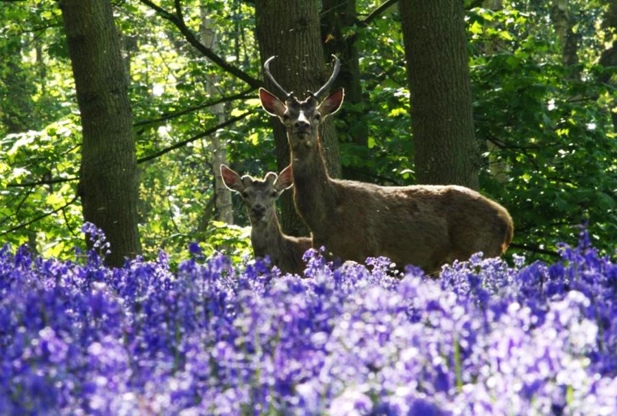 Did you know it’s the start of #NationalGardeningWeek tomorrow?  Wildflowers make great homes for bugs, butterflies and bees here at #HarewoodEstate and are an important part of the woodland eco system.
