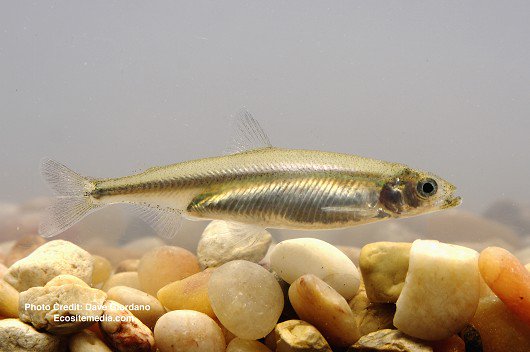 DanBacher's tweet photo. Sacramento News &amp; Review - On extinction's edge: “We know what fish need,” #CSPA Executive Director Bill Jennings said. “Fish prosper when they have adequate flows and quality water. They suffer when they don’t." #DeltaSmelt #ExtinctionRebellion #cawater  https://t.co/D1p287LsJJ https://t.co/Drp9h9fzfg