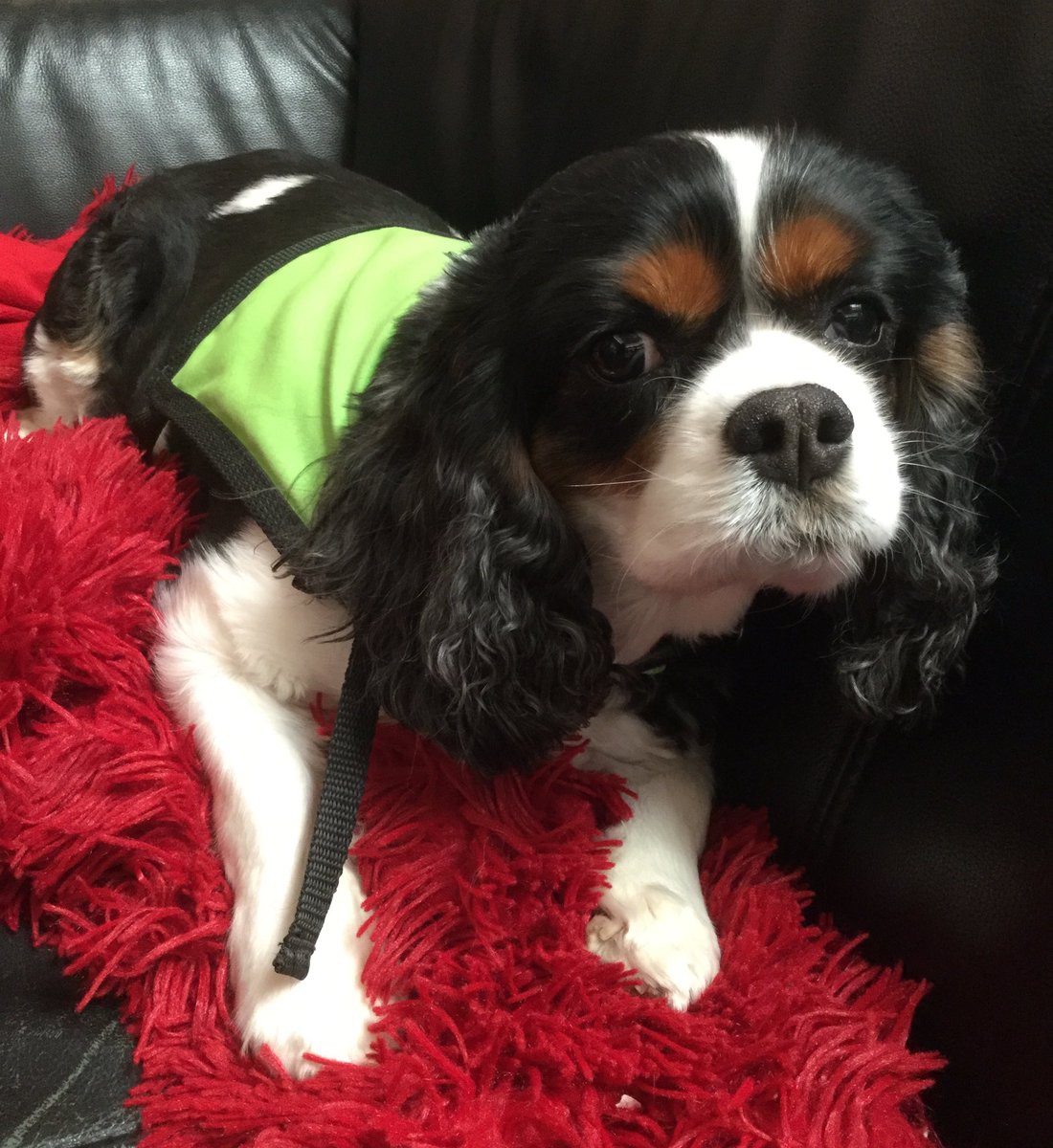 CarolynjMorris's tweet photo. After spending a morning with Lily @cookstowncps  Library, I’m so impressed with her calmness with the students.
#copedog #libraryvisit #dogtherapy #authorlife https://t.co/2unTZ0n3Hz