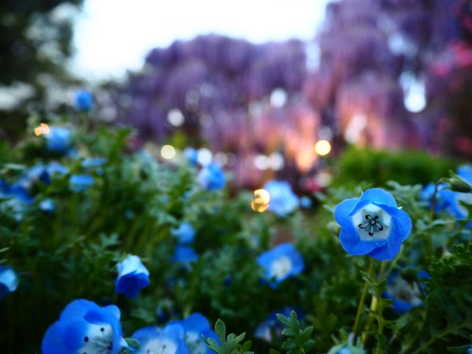 ネモフィラのtwitterイラスト検索結果 古い順