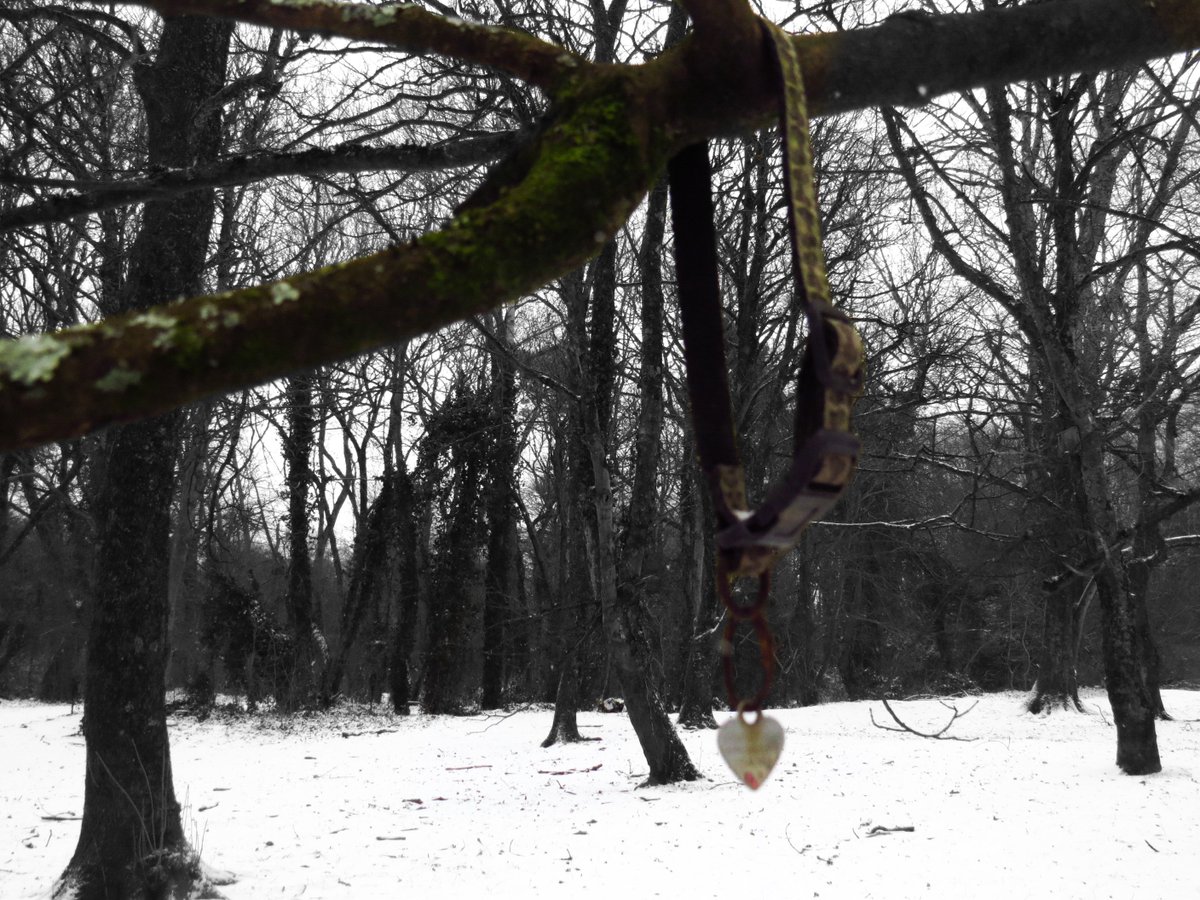 An abandoned locket, dangling from a tree.
Heath Park, 1/March/2018

#documentingsouthwales #psychogeography #digitalphotography #cardiff