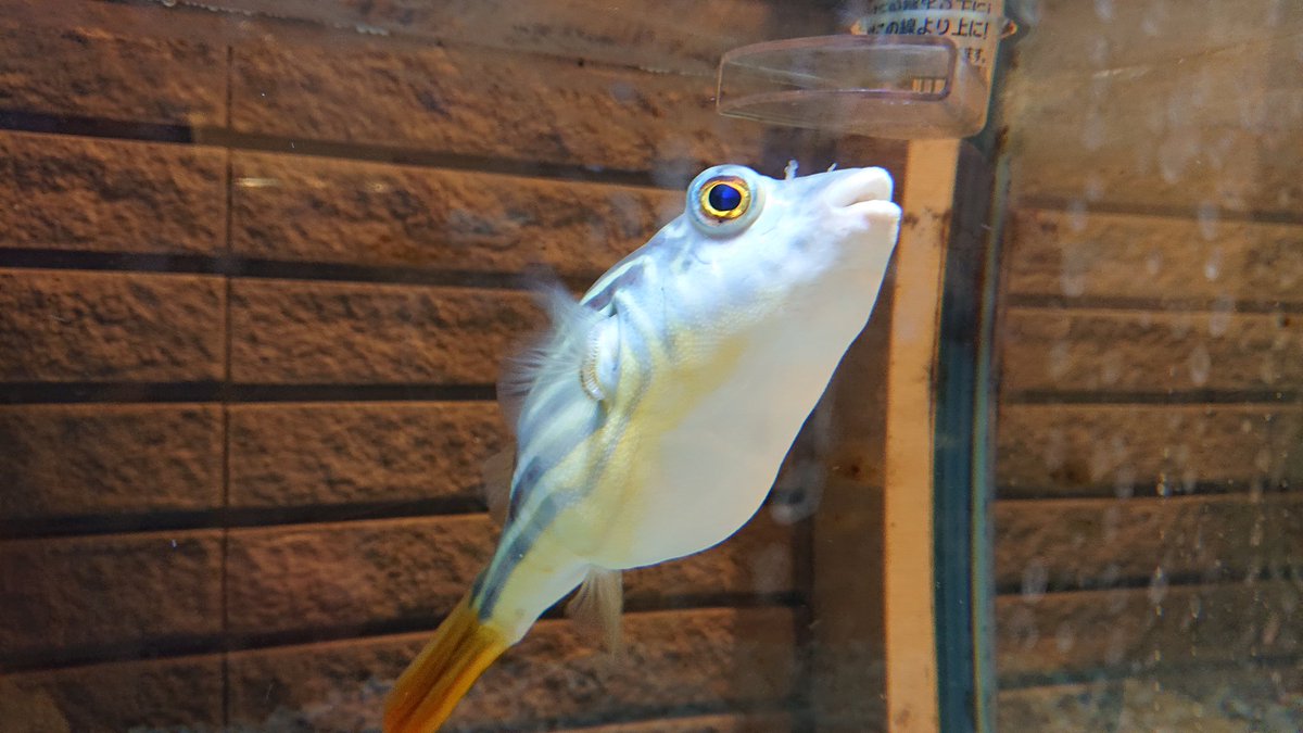 ヴィンセント荻窪 うちで飼ってるコイツに餌やる時はスリルありますよ ヴィンセント荻窪 うちで飼ってるコイツに餌やる時はスリルありますよ