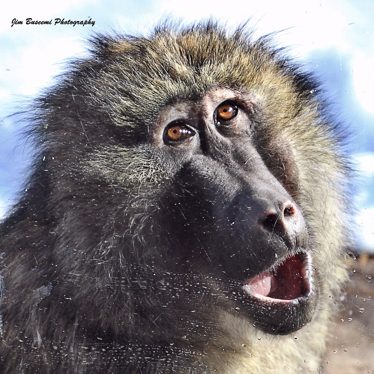 Jbusc33's tweet photo. #senecaparkzoo #wildlifephotography #baboon #naturephotography #baboonsofinstagram #rochesterny #winterfun #portrait #baboonlove @SenecaParkZoo #roc https://t.co/KWjT3oALCx