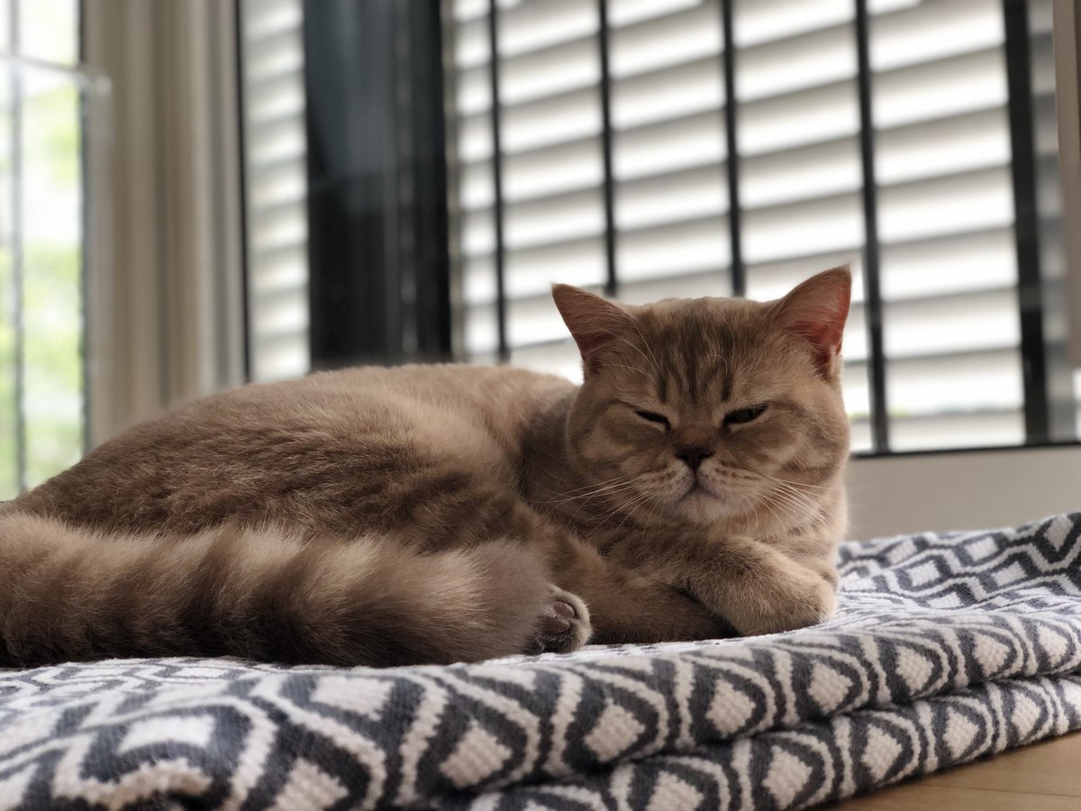 brexit_cat's tweet photo. Snoooooze https://t.co/akoI6aO6vP
