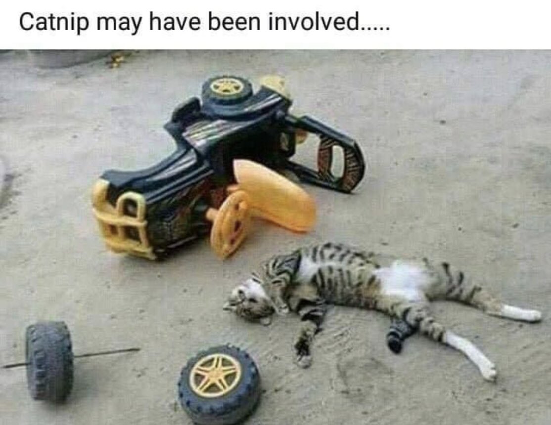 Don’t nip &amp; drive!!   #StonedKittyCatnip
