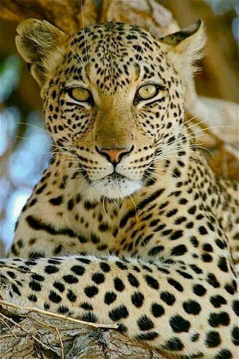 @cliffping @Albertylaw @Alexa17101614 @SuzanneLepage1 @Make_u2_happy @With_Love_1 @maype7 @dykrh271 @VeaMiAlma @encarnacion67 @vikasknirmal @n6260 @PapaPorter1 @StefanSubotic91 @Skjha196 @pamelllar @joyfulng @KarenBarryDavi1 @Lifeblessend @xaaNrdZvSp8Iyaa @ReRioPop @blakiecarmen @Titas37 @SAILINZAYUHANYA @duabusan @abinanamei @EnjoyNature @cyril7145 @strong1203wind @RobVan_Doesburg @07rubens @carolmb701 @AracelisTorre19 @MvVeas @EdsaydaS @GinoMerlini @Jilliemary @PolakPotrafi333 @Koksalakn @SLARTZONE @SherryBretz05 @djdebster @DebbieZimmer54 @ramblingsloa @GEdelDrake @Didinette02 @JenaC2 @BluesignV @LaraeKHughes1