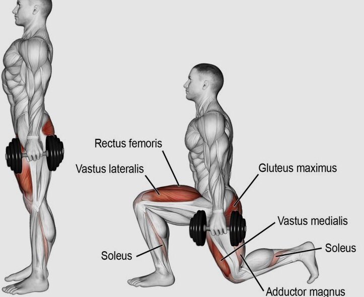 profbbasilio's tweet image. Para caráter de informação! Anatomia é tudo. 

#anatomia #edfisica #educacaofisica #bodybuilding #body #agachamento #fit #fitness