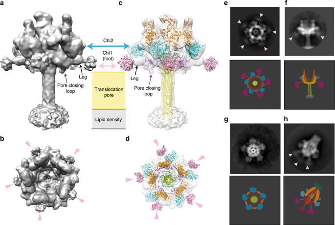 NatureComms's tweet photo. @SarahJ_Piper and the @LandsbergLab present cryo-EM structures of YenTcA purified from the native source which implicate associated endochitinases in host cell recognition.

https://t.co/Y7RaA9PJ3U https://t.co/0lkNPSLV6E